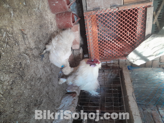 সিল্কি রানিং একজোড়া